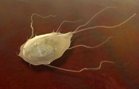 Giardia também são parasitas! 