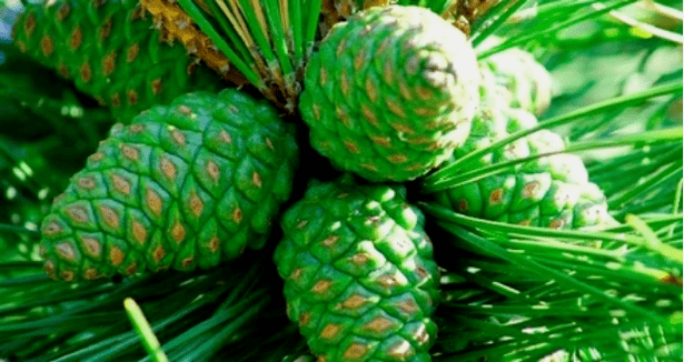 Pinho verde