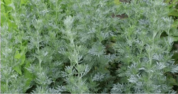 Wormwood de parasitas